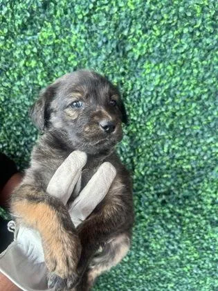 A baby small-sized female Brown / Chocolate Shepherd dog named 60783598 for adoption in El Paso, TX