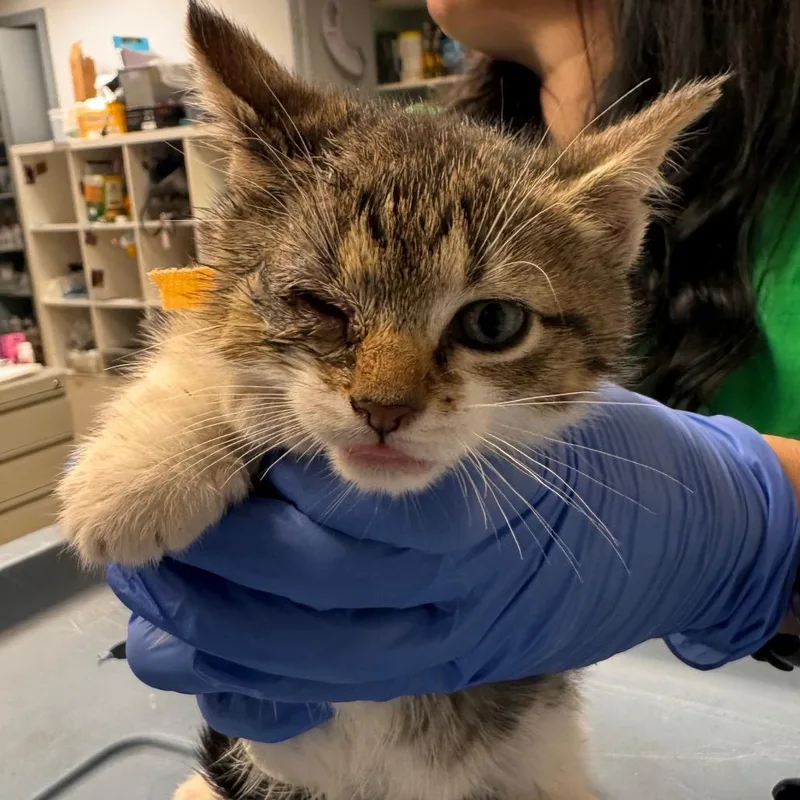 A baby small-sized female Brown / Chocolate Domestic Short Hair cat named Ada for adoption in Birdsboro, PA
