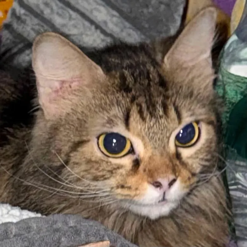 A young small-sized female Brown / Chocolate Domestic Long Hair cat named Azalea for adoption in Long Island City, NY