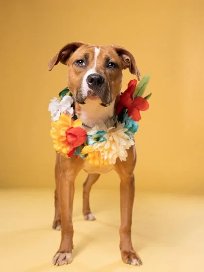 An adult medium-sized female Mixed Breed dog named Nello for adoption in Atlanta, GA