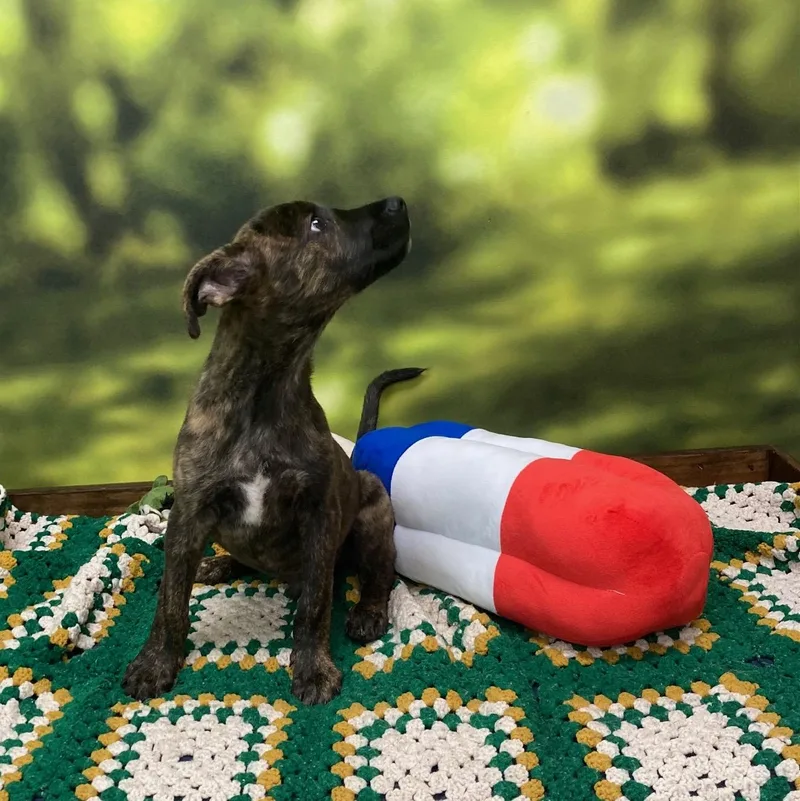 A baby medium-sized male Brindle American Staffordshire Terrier dog named Mint for adoption in Cumberland, RI