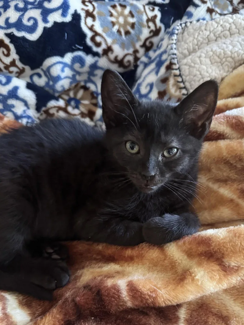 A baby medium-sized female Black Domestic Short Hair cat named Rebecca for adoption in Gettysburg, PA