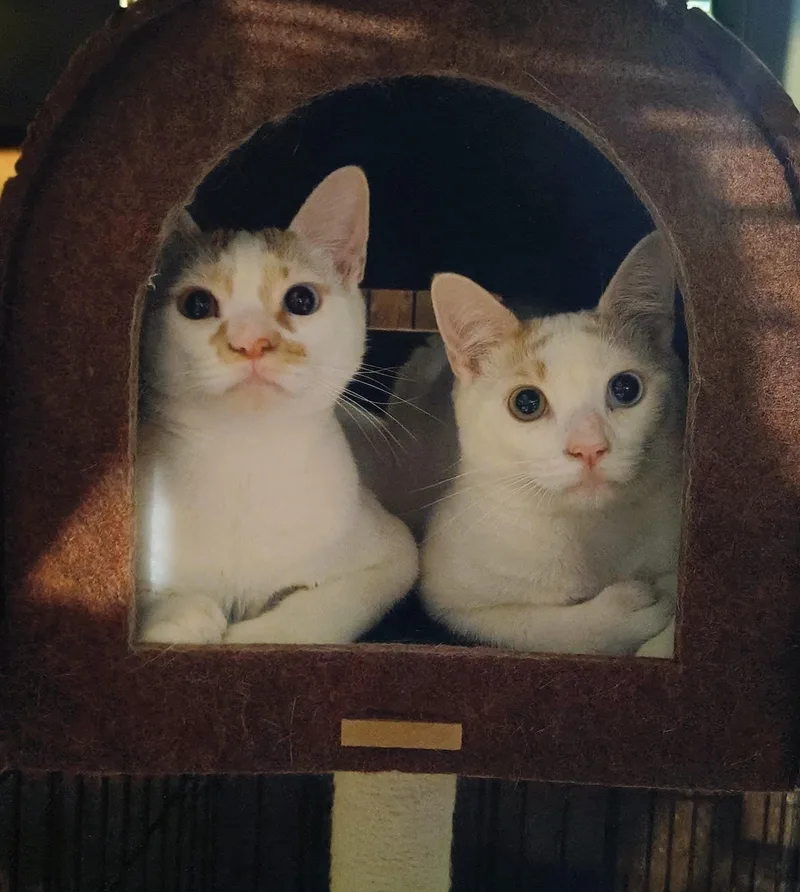 A young medium-sized male Domestic Short Hair cat named Onix AND Nova for adoption in Waterford, CT