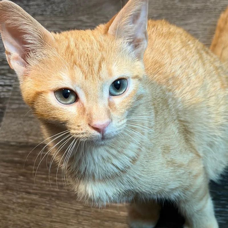 A baby small-sized male Orange / Red Domestic Short Hair cat named Braxton for adoption in Cincinnati, OH