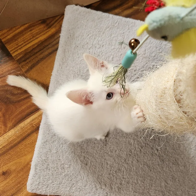 A baby medium-sized male Buff & White Domestic Short Hair cat named Sprite for adoption in Hillsboro, OR
