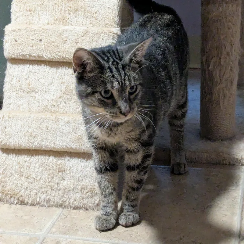 An adult medium-sized male Tabby (Brown / Chocolate) Domestic Short Hair cat named Lee for adoption in Shippenville, PA