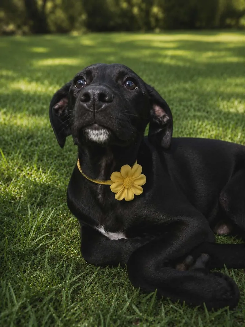 A baby medium-sized female Black Labrador Retriever dog named Lilly for adoption in Mobile, AL