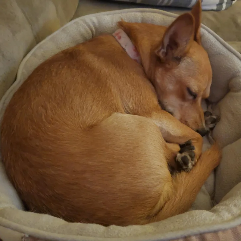 A young small-sized female Chihuahua dog named Evie for adoption in Phoenix, AZ