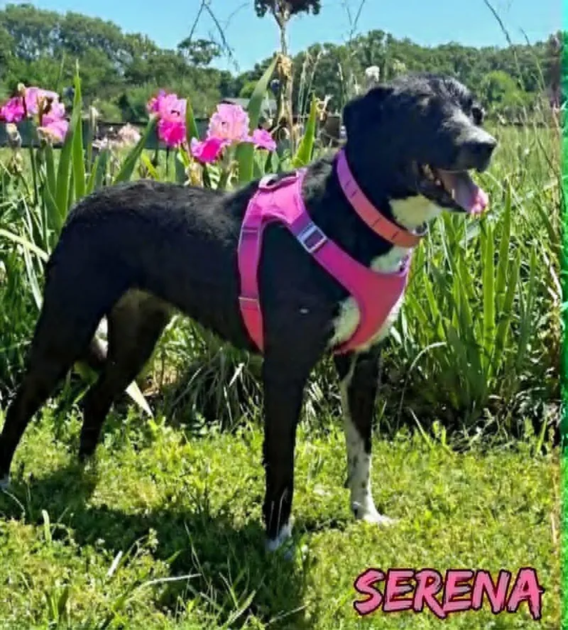 Serena thumbnail 4