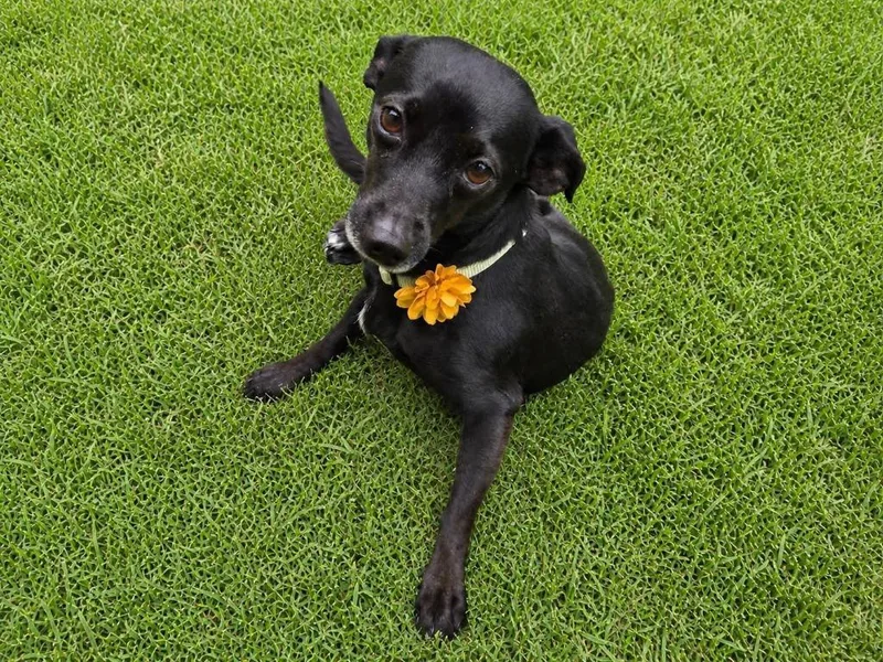 An adult small-sized female Chihuahua dog named Bows for adoption in North Syracuse, NY