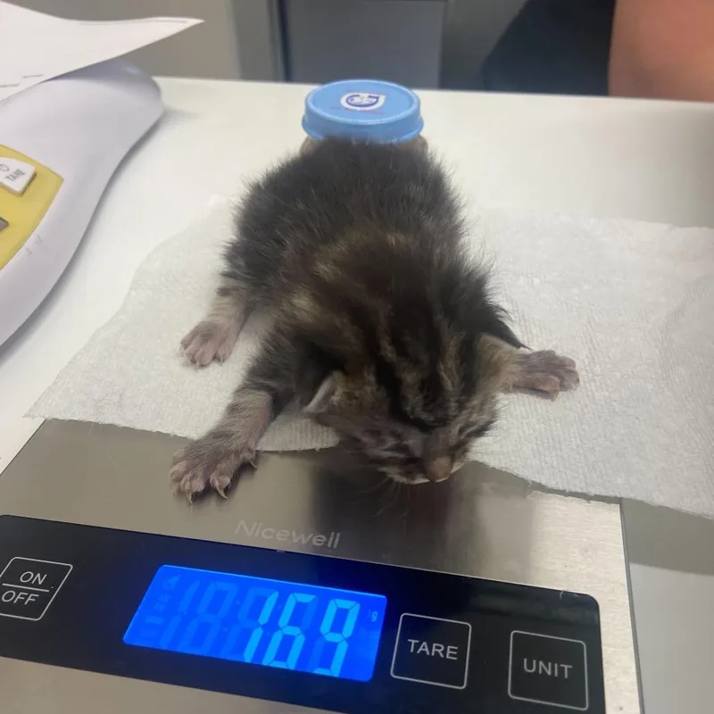 A baby small-sized female Black Domestic Short Hair cat named Bunny for adoption in Chattanooga, TN