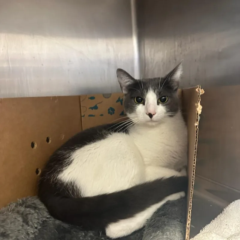 A young large-sized male Gray / Blue / Silver Domestic Short Hair cat named Irving for adoption in Santa Barbara, CA