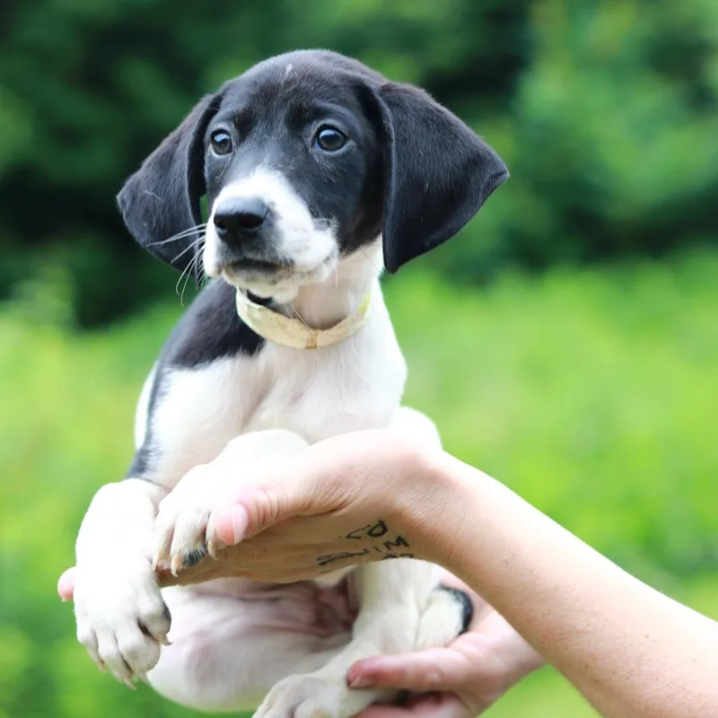 A baby medium-sized female White / Cream Pointer dog named CT Chalupa for adoption in Eastford, CT