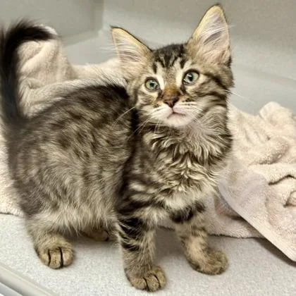 Nova
