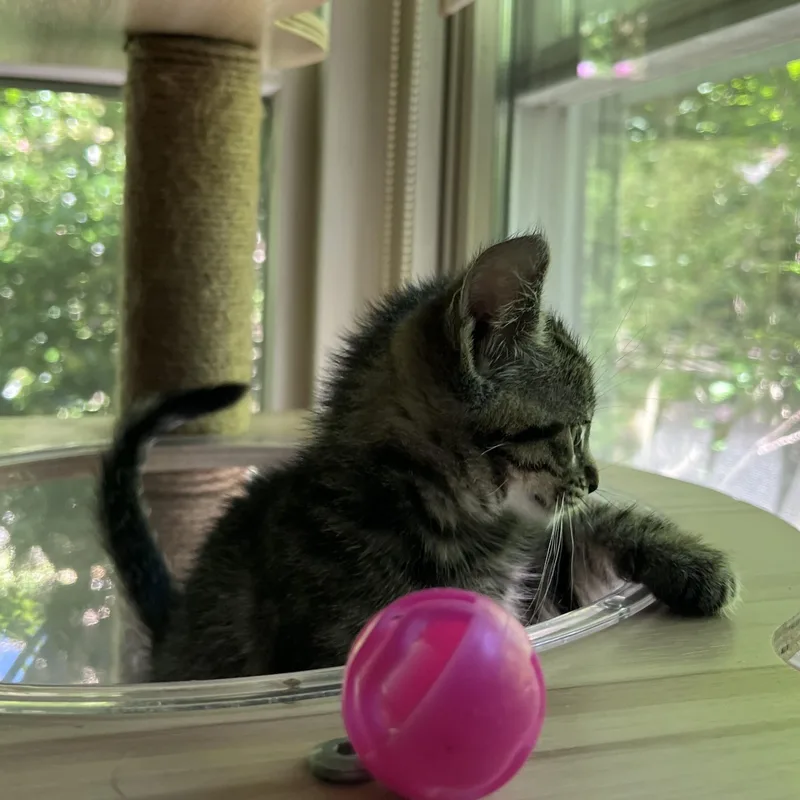 A baby small-sized male Domestic Short Hair cat named Lightning McQueen for adoption in Maplewood, NJ