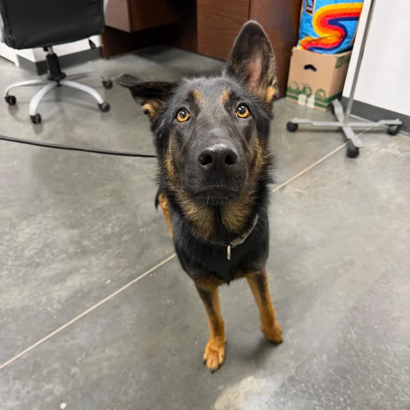 An adult large-sized female Black Mixed Breed dog named Susan for adoption in Dickinson, TX