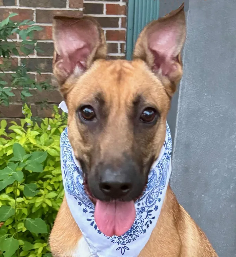 Wendall  Gorgeous Boy! thumbnail 5