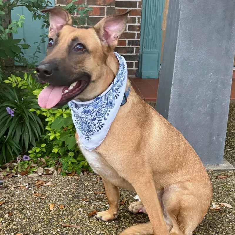 Wendall  Gorgeous Boy! thumbnail 6