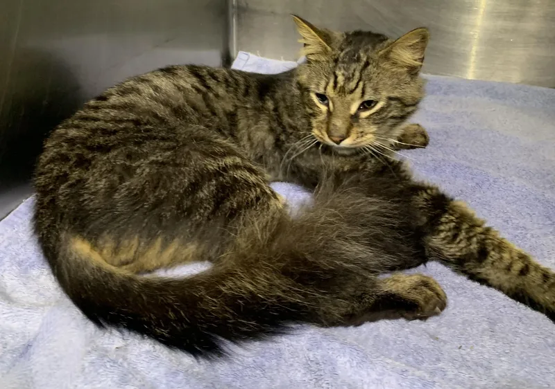 An adult medium-sized male Domestic Long Hair cat named Mickey for adoption in Massena, NY