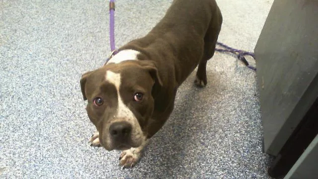 A young medium-sized male Pit Bull Terrier dog named Bubba for adoption in Charlotte, NC