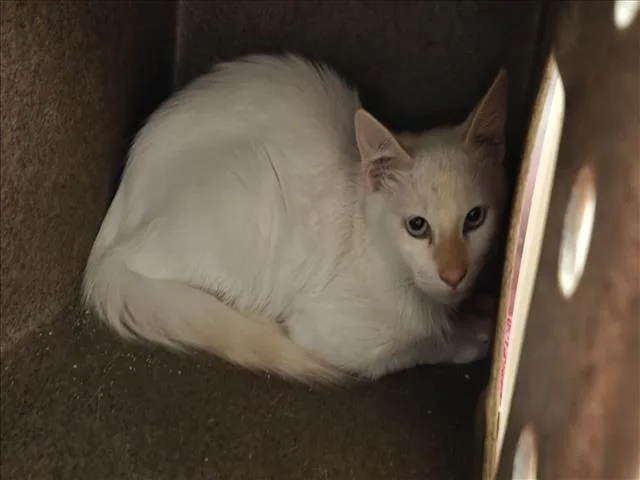 A baby small-sized male Domestic Short Hair cat named Ryker for adoption in Santa Fe, NM