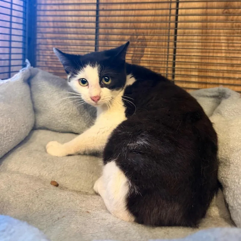 Dipstick thumbnail 2