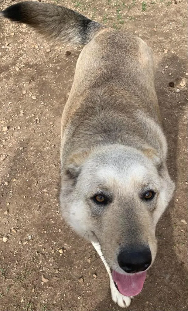 A young extra large-sized male Mixed Breed dog named Silverado for adoption in Fond Du Lac, WI