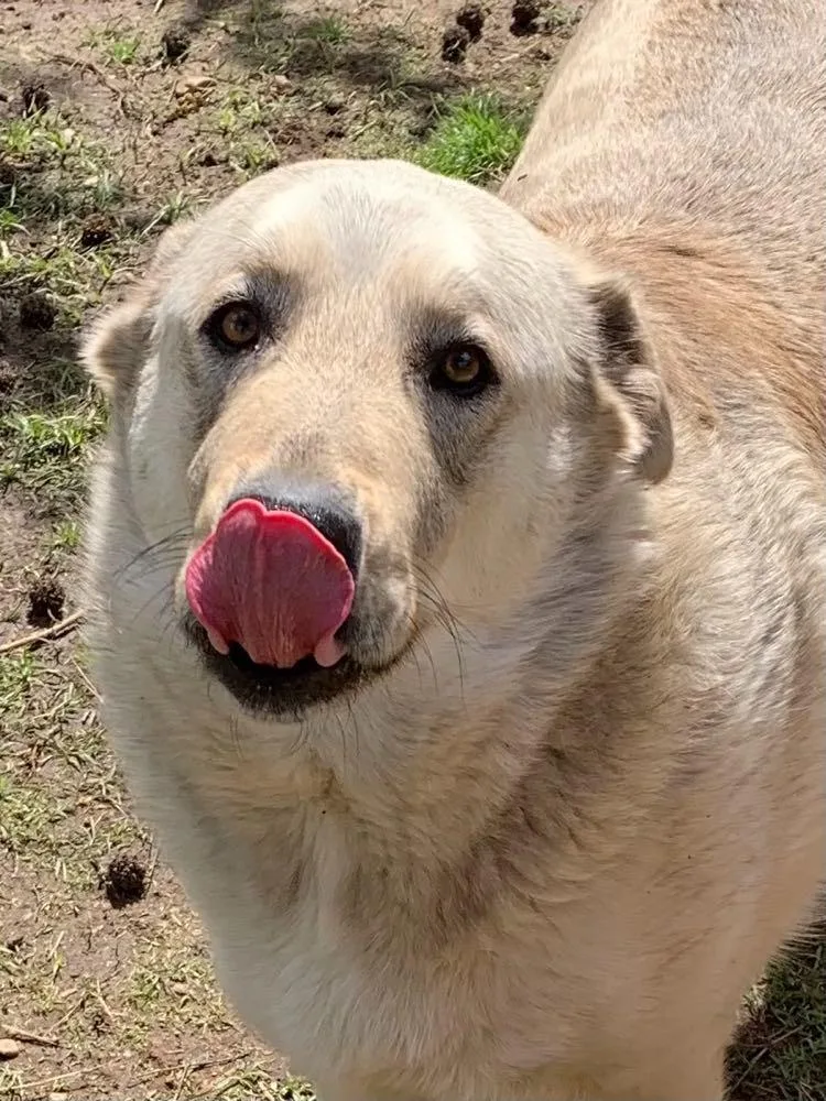 Silverado thumbnail 4