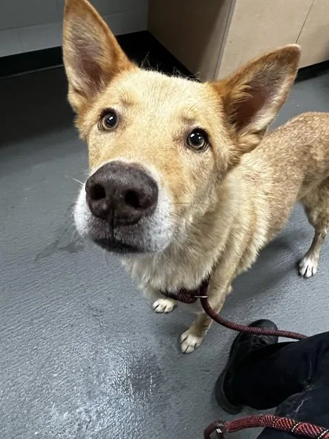 An adult large-sized male German Shepherd Dog dog named Ace for adoption in Corpus Christi, TX