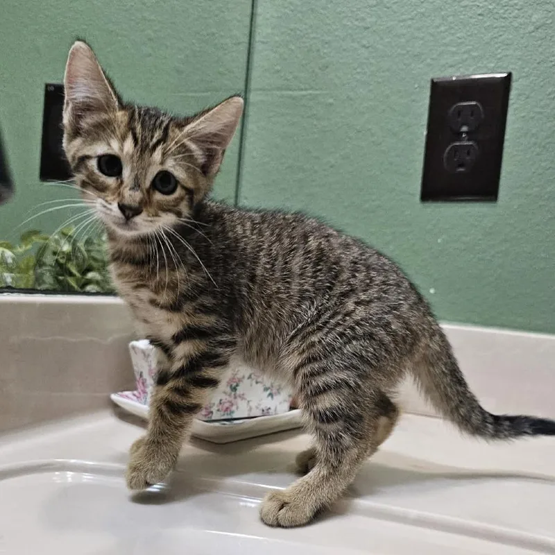 A baby small-sized female Domestic Short Hair cat named Ella for adoption in Harlingen, TX
