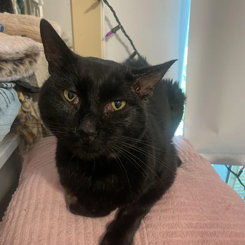 An adult large-sized male Domestic Short Hair cat named Salem for adoption in Venice, CA