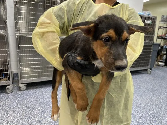 A baby small-sized male German Shepherd Dog dog named Titan for adoption in Riverside, CA