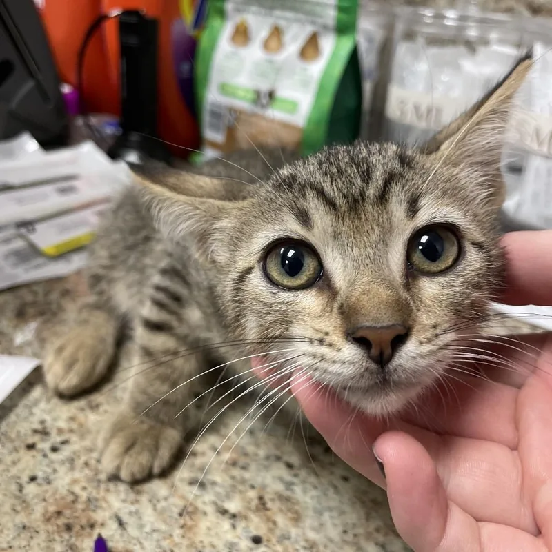 A baby small-sized male Brown / Chocolate Domestic Short Hair cat named Kirby for adoption in Dickinson, TX