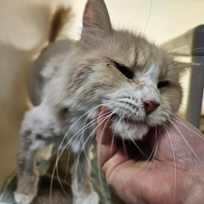 A senior medium-sized female White Domestic Long Hair cat named Hope for adoption in Harrisonburg, VA
