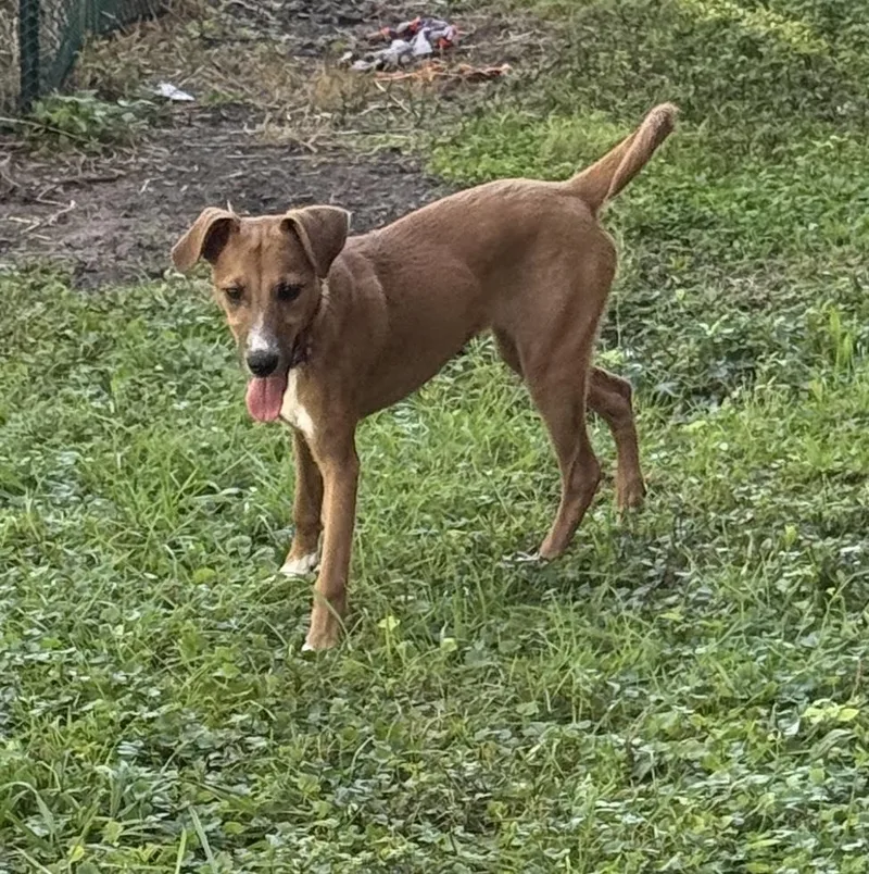 A baby medium-sized female Brown / Chocolate Whippet dog named Twilight for adoption in South Bend, IN