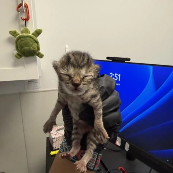 A baby small-sized female Domestic Short Hair cat named Peacan Pie for adoption in San Diego, CA