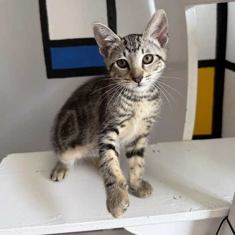 A baby small-sized female Brown / Chocolate Domestic Short Hair cat named Maxine for adoption in Los Angeles, CA