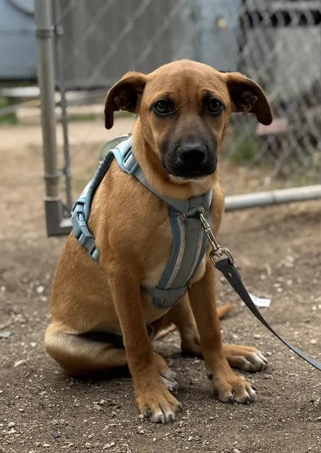 A young small-sized male Terrier dog named Oscar for adoption in San Antonio, TX