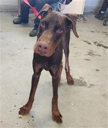 A young large-sized male Doberman Pinscher dog named Mattheo for adoption in Camarillo, CA