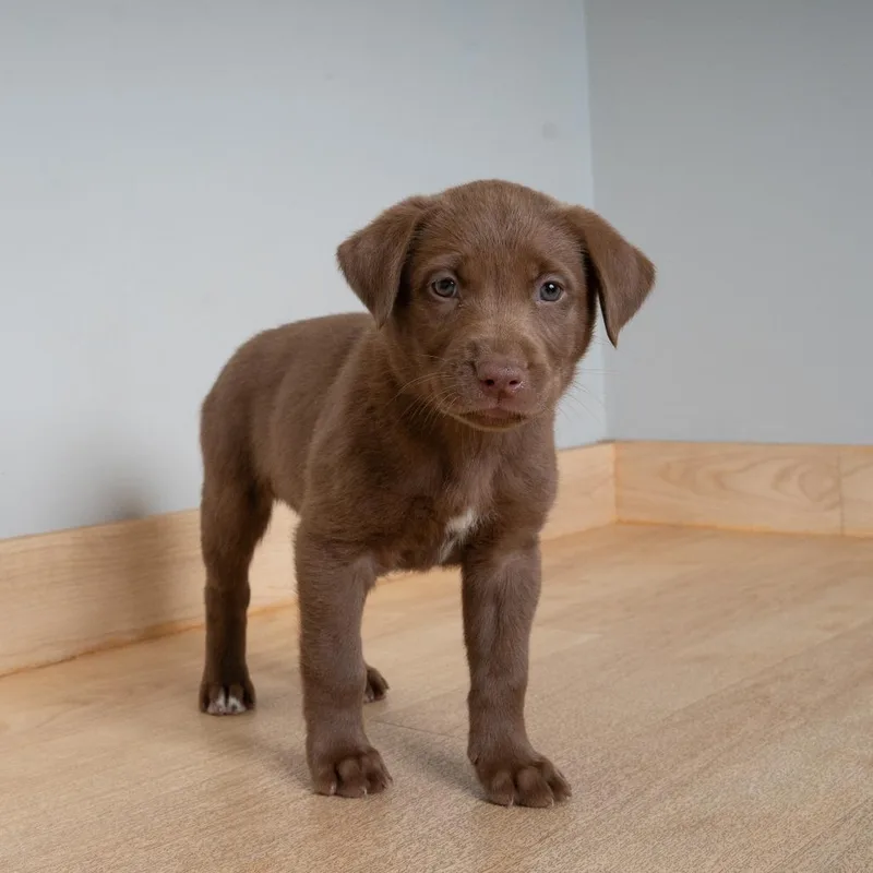 A baby medium-sized female Brown / Chocolate Shepherd dog named Shelby D for adoption in Minnetonka, MN