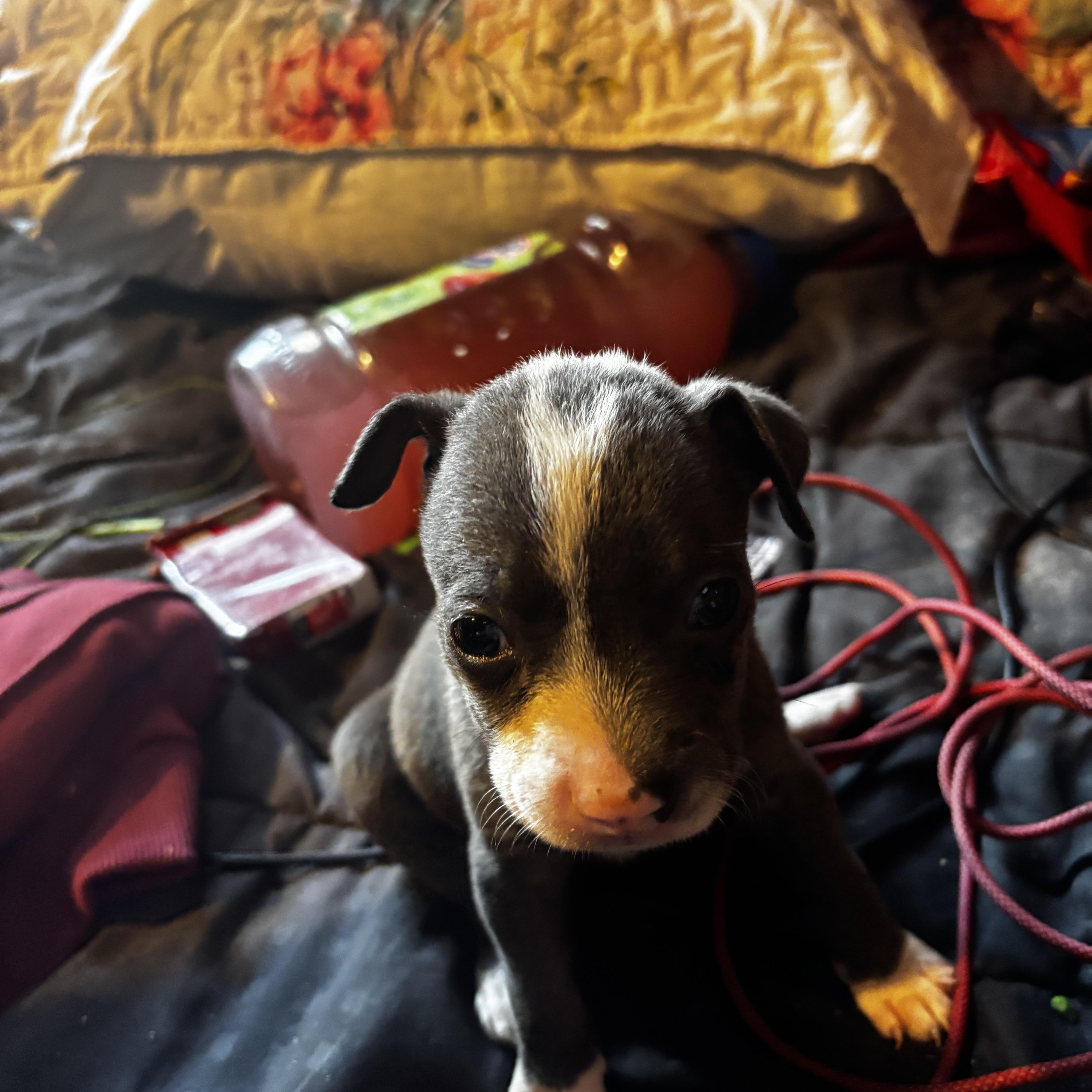 A baby medium-sized male Gray / Blue / Silver American Bully dog named Rebel for adoption in Lancaster, CA