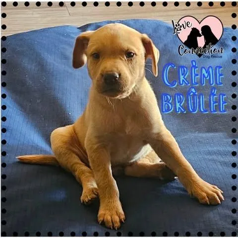 A baby medium-sized male Apricot / Beige Yellow Labrador Retriever dog named Crème Brûlée for adoption in Gilbert, AZ