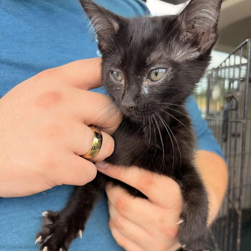 A baby small-sized male Black Domestic Short Hair cat named Magic for adoption in Marshall, TX