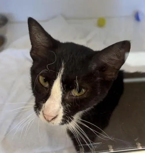 A young medium-sized female Black & White / Tuxedo Domestic Short Hair cat named S'mores for adoption in Greenfield, IN