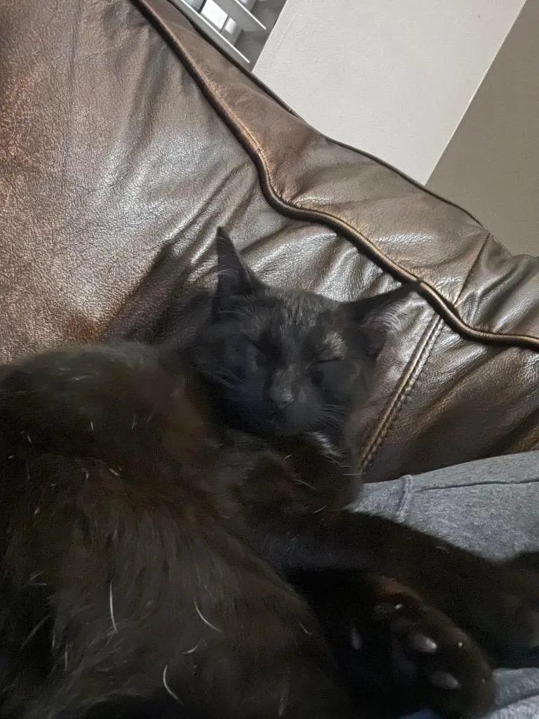 Onyx