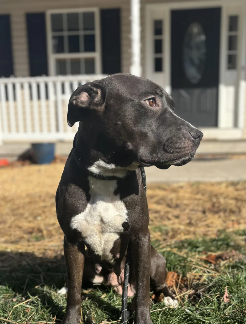 An adult medium-sized female Black Pit Bull Terrier dog named Bella for adoption in Felton, PA