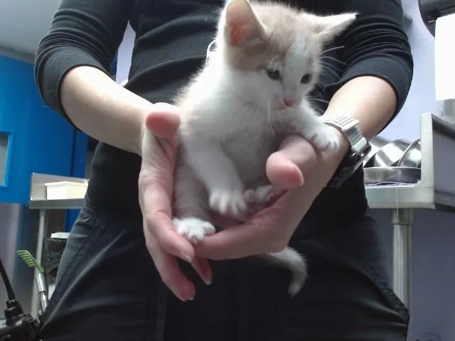 A baby small-sized male Domestic Short Hair cat named Lithium Ion for adoption in Albuquerque, NM