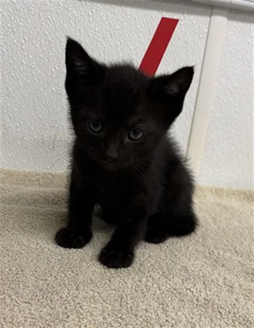 A baby small-sized male Domestic Short Hair cat named A for adoption in Camarillo, CA