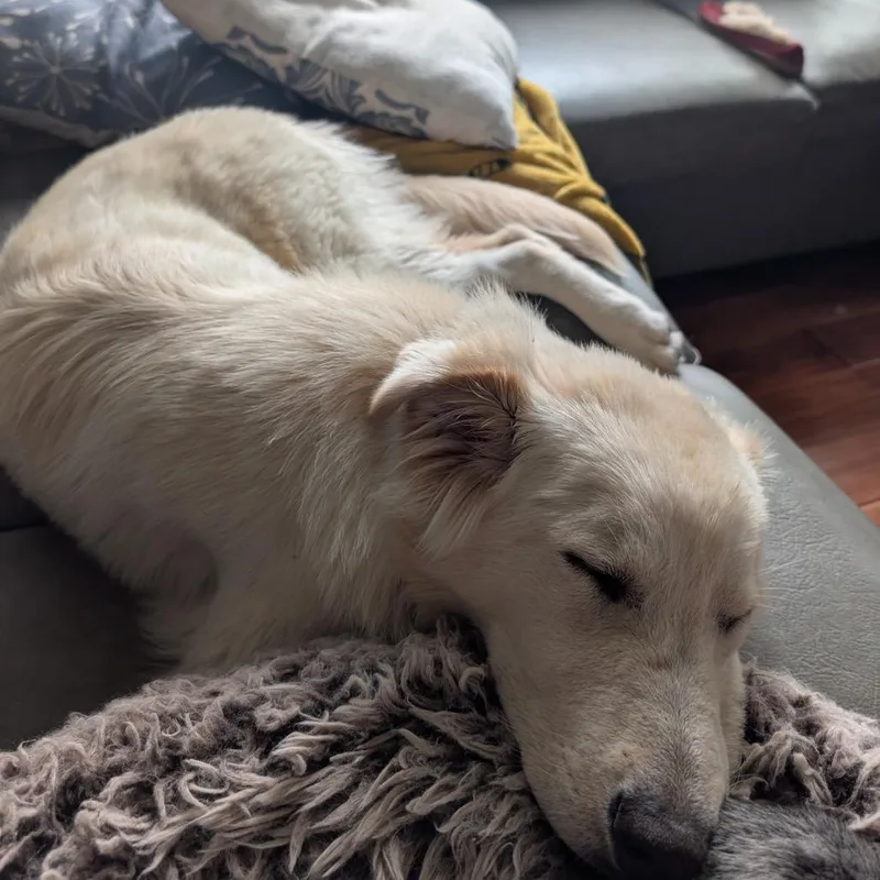 A baby medium-sized female Yellow / Tan / Blond / Fawn Mixed Breed dog named Sauerkraut for adoption in Buffalo, MN