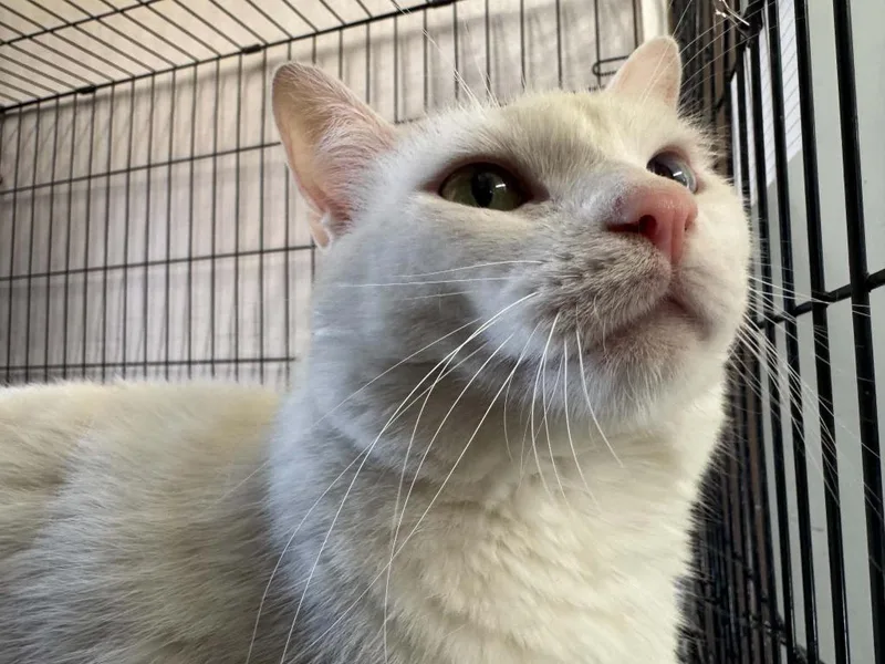 An adult large-sized male Domestic Short Hair cat named Dabi for adoption in Ogden, UT